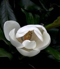 广玉兰花图片，花开正好的白色“荷花玉兰”广玉兰花朵清新美图组图6