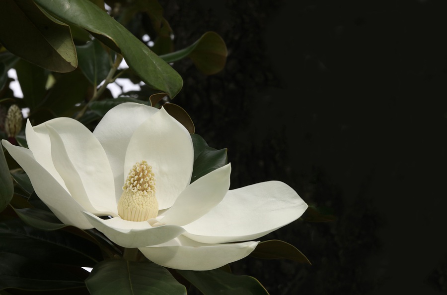 广玉兰花图片，花开正好的白色“荷花玉兰”广玉兰花朵清新美图图片