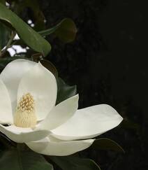 广玉兰花图片，花开正好的白色“荷花玉兰”广玉兰花朵清新美图组图9