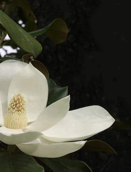 广玉兰花图片，花开正好的白色“荷花玉兰”广玉兰花朵清新美图