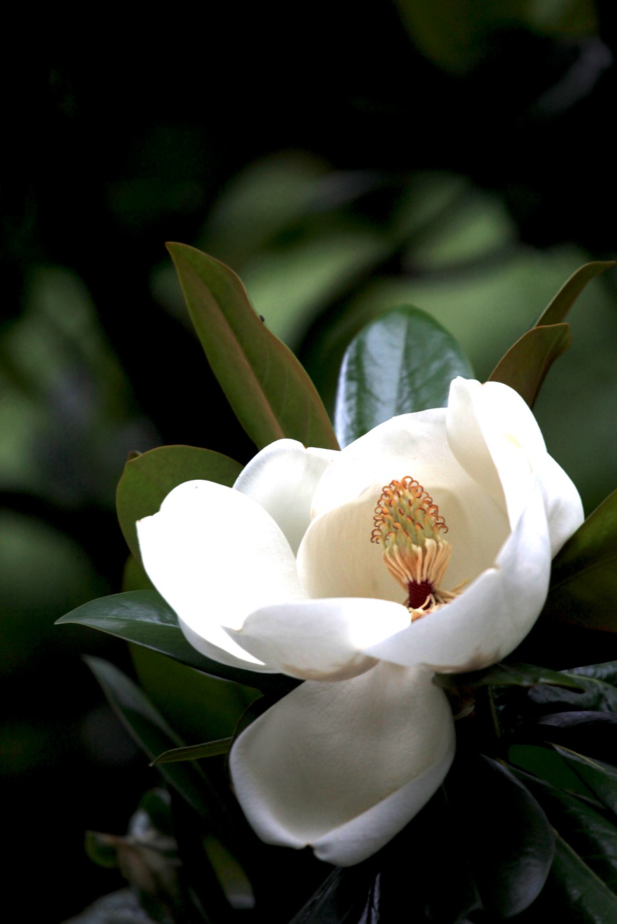 广玉兰花图片，花开正好的白色“荷花玉兰”广玉兰花朵清新美图图片