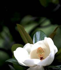 广玉兰花图片，花开正好的白色“荷花玉兰”广玉兰花朵清新美图组图5