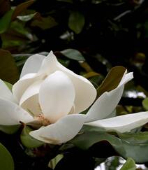 广玉兰花图片，花开正好的白色“荷花玉兰”广玉兰花朵清新美图组图10