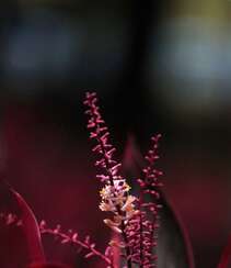红叶朱蕉，开着一串串小花的常绿灌木红叶朱蕉唯美图片组图1