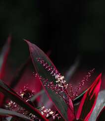 红叶朱蕉，开着一串串小花的常绿灌木红叶朱蕉唯美图片组图3