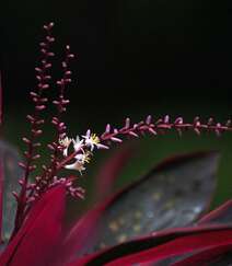 红叶朱蕉，开着一串串小花的常绿灌木红叶朱蕉唯美图片组图10