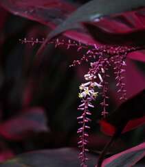 红叶朱蕉，开着一串串小花的常绿灌木红叶朱蕉唯美图片组图9