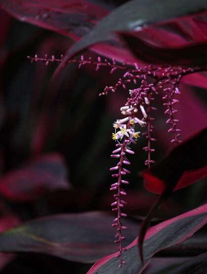 红叶朱蕉，开着一串串小花的常绿灌木红叶朱蕉唯美图片