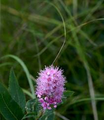 绣线菊，野外自然生长的清新蜜源草本植物绣线菊图片