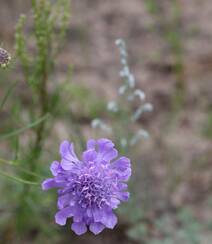 蓝盆花，常生长于避风向阳处的多年生草本植物蓝盆花图片组图3