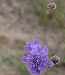 蓝盆花，常生长于避风向阳处的多年生草本植物蓝盆花图片组图2
