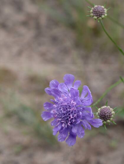 蓝盆花，常生长于避风向阳处的多年生草本植物蓝盆花图片