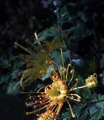 秋菊，花中四君子之一的秋菊，野外生长唯美清新花朵秋菊图片组图4