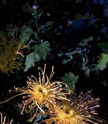 秋菊，花中四君子之一的秋菊，野外生长唯美清新花朵秋菊图片组图5