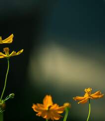 波斯菊，花开铺满绿地的黄色波斯菊唯美清新护眼图片组图2