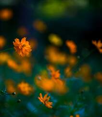 波斯菊，花开铺满绿地的黄色波斯菊唯美清新护眼图片组图3