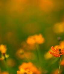 波斯菊，花开铺满绿地的黄色波斯菊唯美清新护眼图片组图1