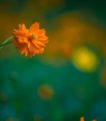 波斯菊，花开铺满绿地的黄色波斯菊唯美清新护眼图片组图4