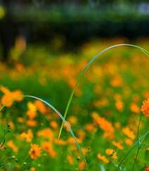 波斯菊，花开铺满绿地的黄色波斯菊唯美清新护眼图片组图5
