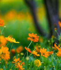 波斯菊，花开铺满绿地的黄色波斯菊唯美清新护眼图片组图7