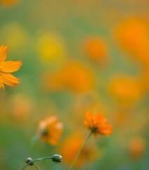 波斯菊，花开铺满绿地的黄色波斯菊唯美清新护眼图片组图8