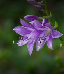 紫玉簪，开着紫色花朵的紫玉簪唯美高清微距摄影图片组图2