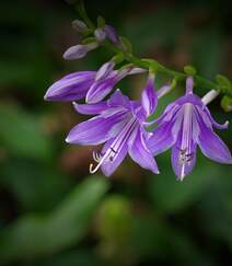 紫玉簪，开着紫色花朵的紫玉簪唯美高清微距摄影图片组图1