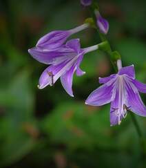 紫玉簪，开着紫色花朵的紫玉簪唯美高清微距摄影图片组图3