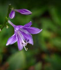 紫玉簪，开着紫色花朵的紫玉簪唯美高清微距摄影图片组图4