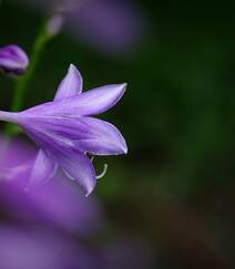 紫玉簪，开着紫色花朵的紫玉簪唯美高清微距摄影图片组图6