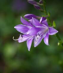 紫玉簪，开着紫色花朵的紫玉簪唯美高清微距摄影图片组图7