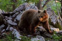 森林里的大力士，棕熊的高清桌面壁纸图片