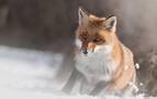 雪地里玩耍的狐狸高清壁纸组图1