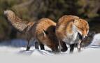 雪地里玩耍的狐狸高清壁纸组图4
