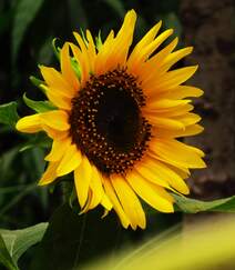花开向阳，长势正好的向日葵高清图片组图3