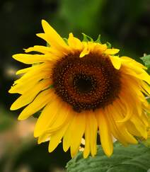 花开向阳，长势正好的向日葵高清图片组图5