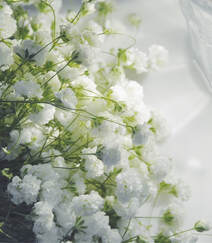 圆锥石头花(满天星)，药用兼具观赏价值的配花满天星高清图片组图4