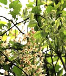 大血藤的样子 ，自然生长于野外的大血藤枝叶，花朵滕曼高清图片组图3
