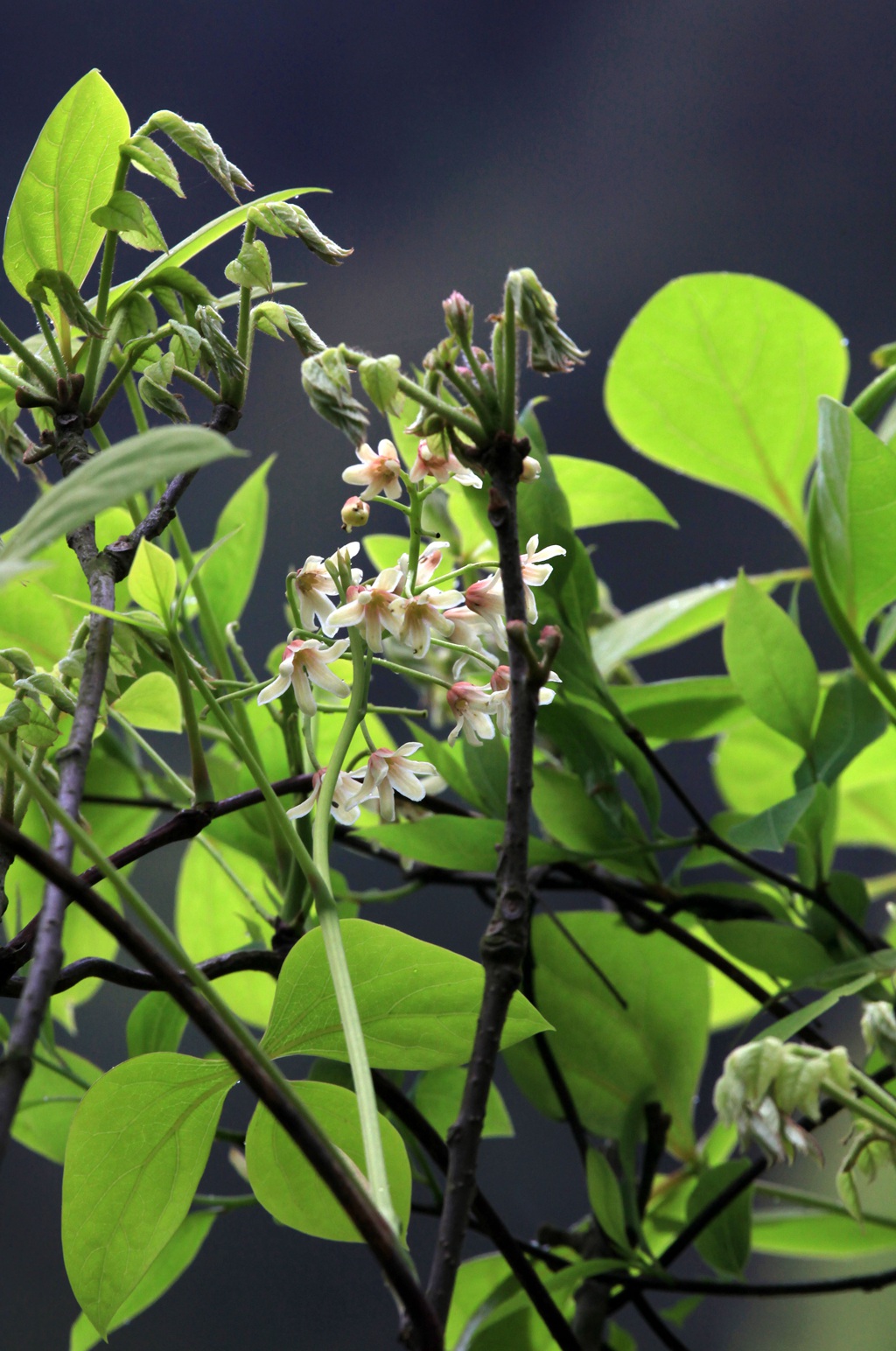 大血藤的样子 ，自然生长于野外的大血藤枝叶，花朵滕曼高清图片图片