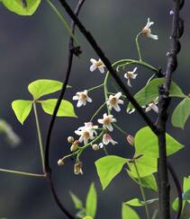 大血藤的样子 ，自然生长于野外的大血藤枝叶，花朵滕曼高清图片