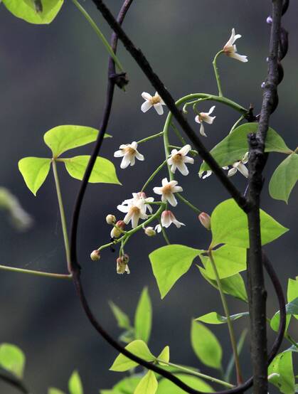 大血藤的样子 ，自然生长于野外的大血藤枝叶，花朵滕曼高清图片