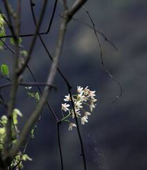 大血藤的样子 ，自然生长于野外的大血藤枝叶，花朵滕曼高清图片组图11