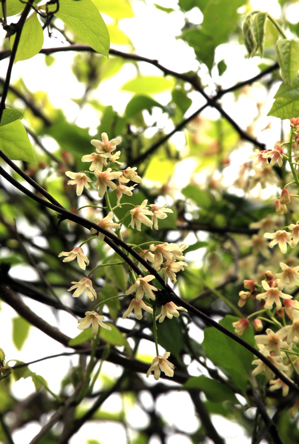 大血藤的样子 ，自然生长于野外的大血藤枝叶，花朵滕曼高清图片图片