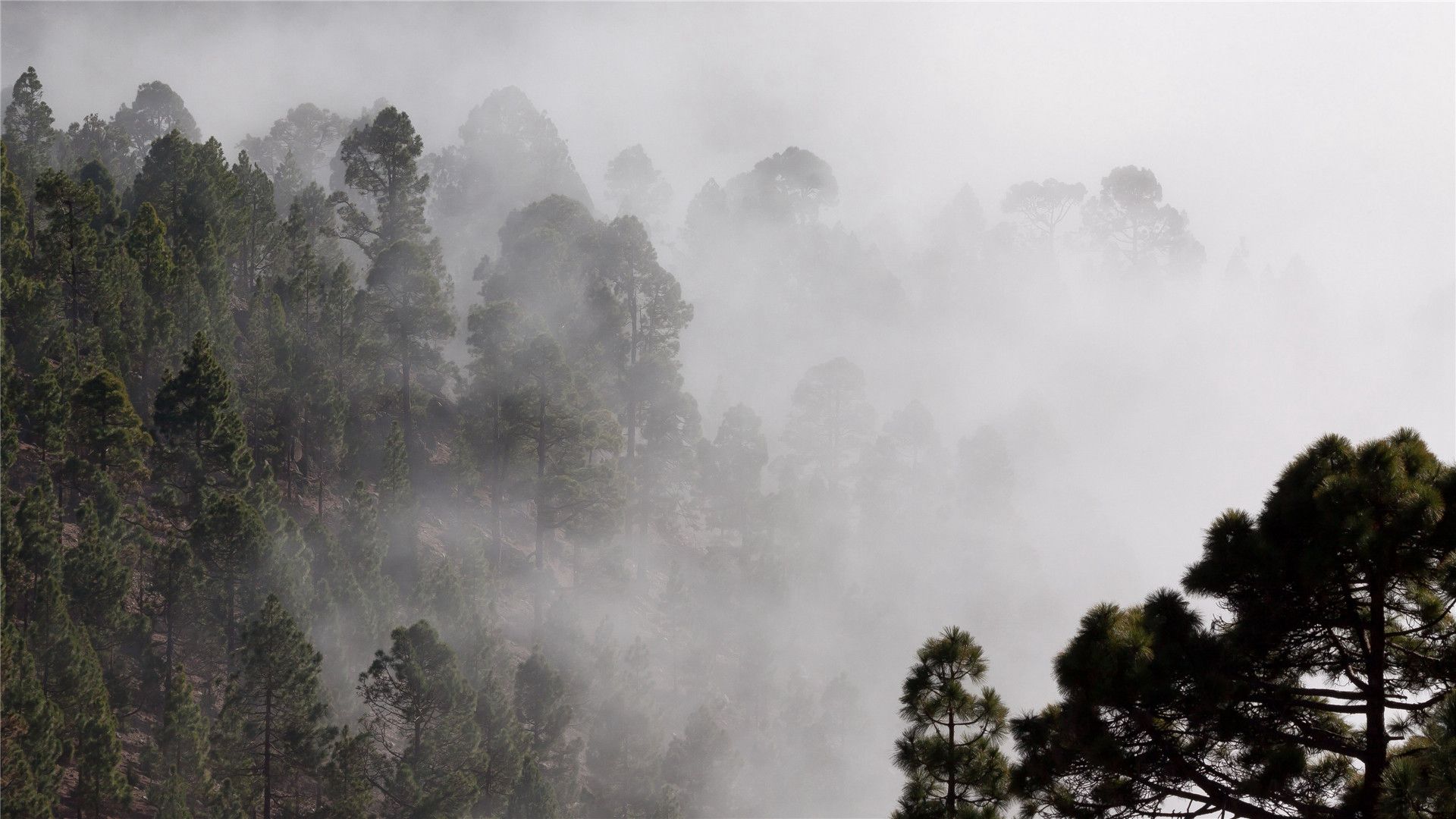 烟雾缭绕的原始森林，连光都难以进入，唯美原始森系森林风景壁纸图片