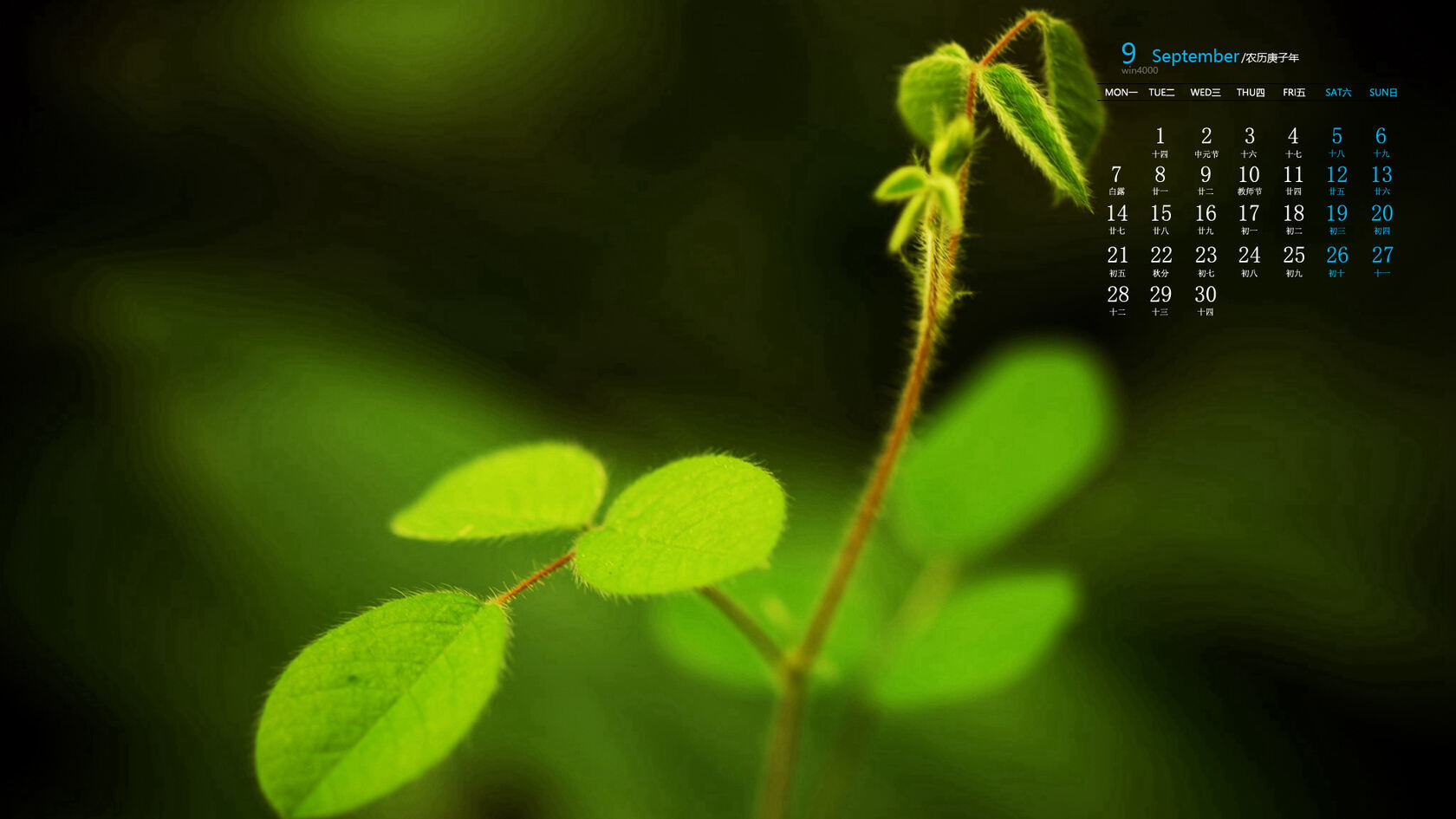 你是喜欢清新的绿，还是秋叶的黄，唯美枝叶，嫩芽，枯叶9月日历桌面图片套图3