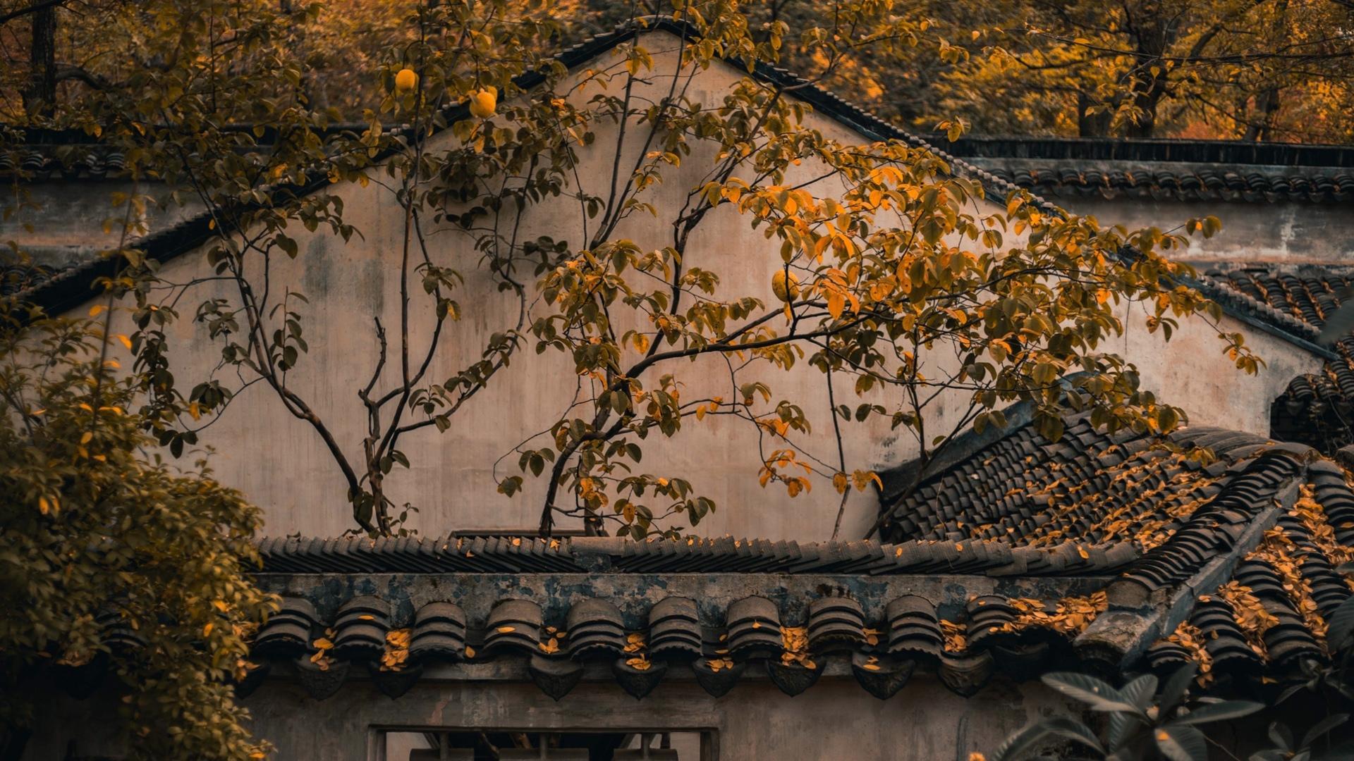 中国四大名园之一苏州拙政园里的老墙，黑瓦，落叶等复古色意境图片