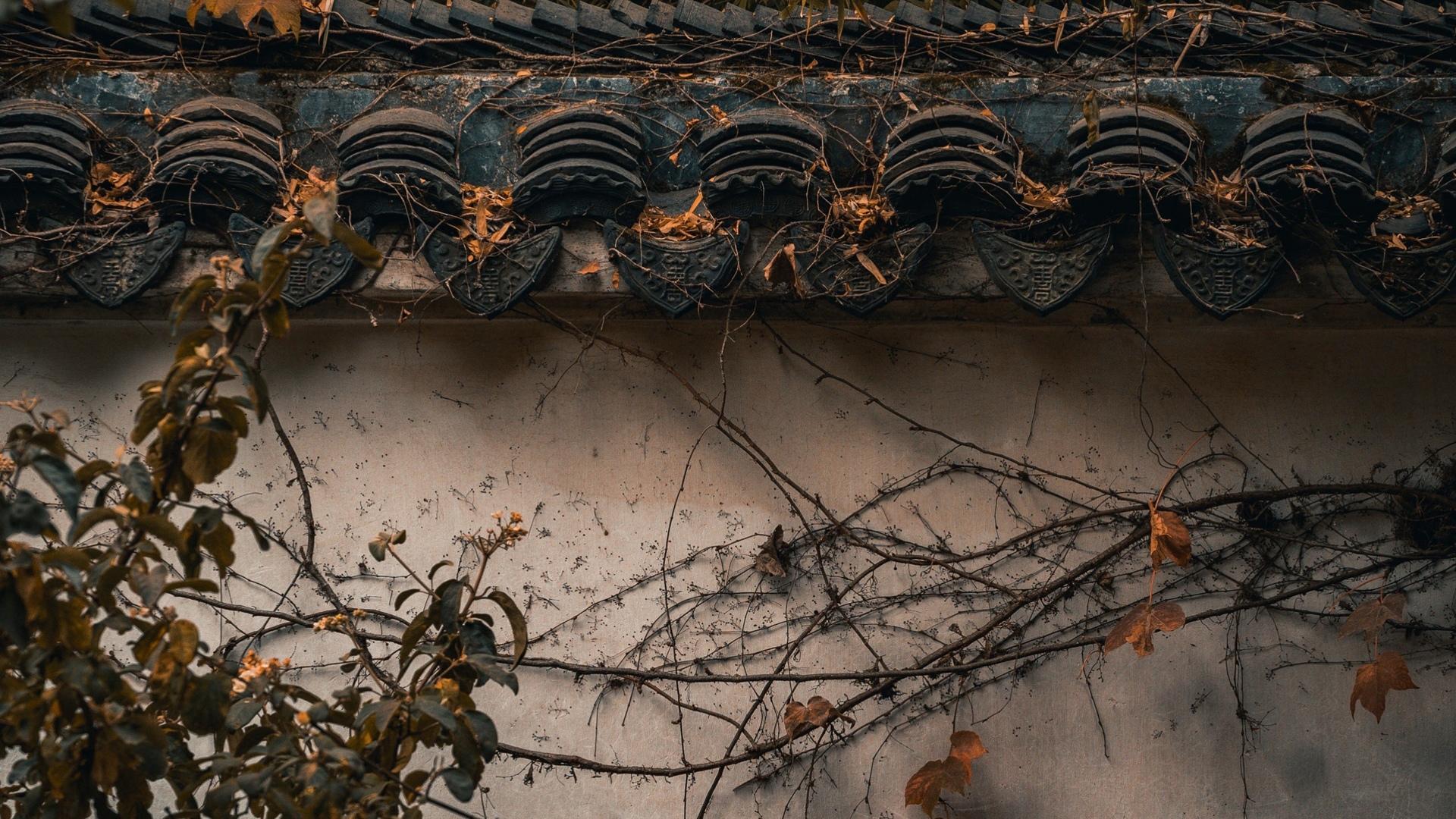中国四大名园之一苏州拙政园里的老墙，黑瓦，落叶等复古色意境图片