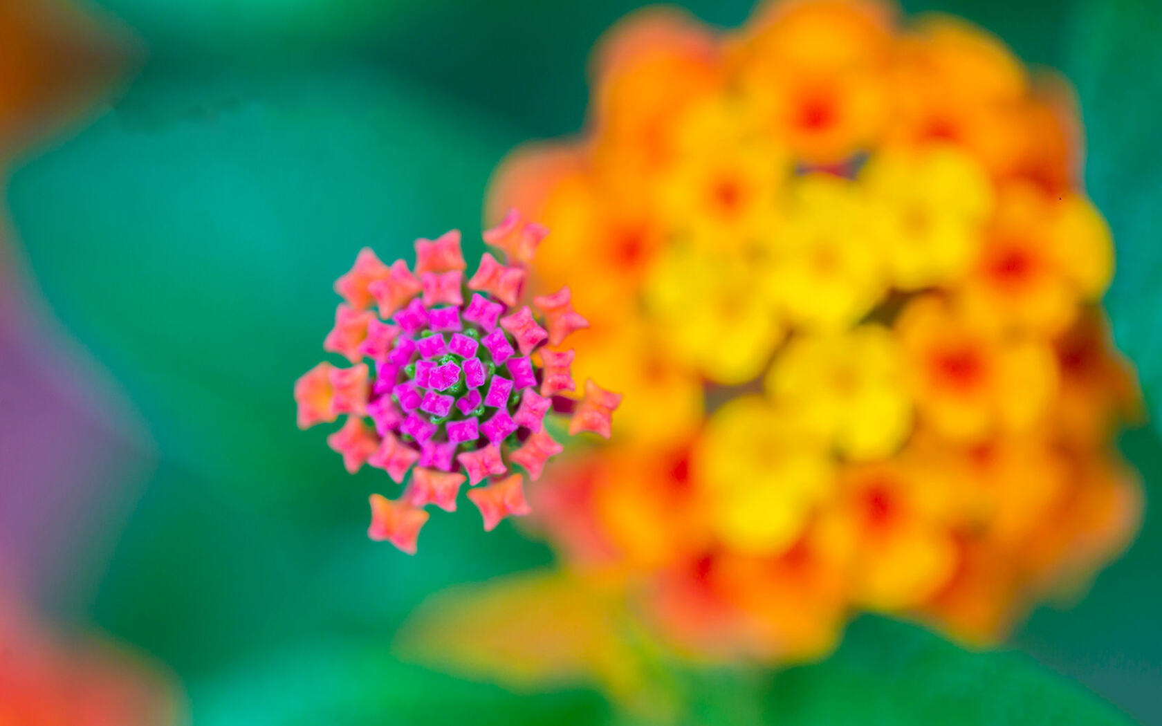 花卉的微观世界，高清静距离微距花卉摄影唯美桌面壁纸图片套图2