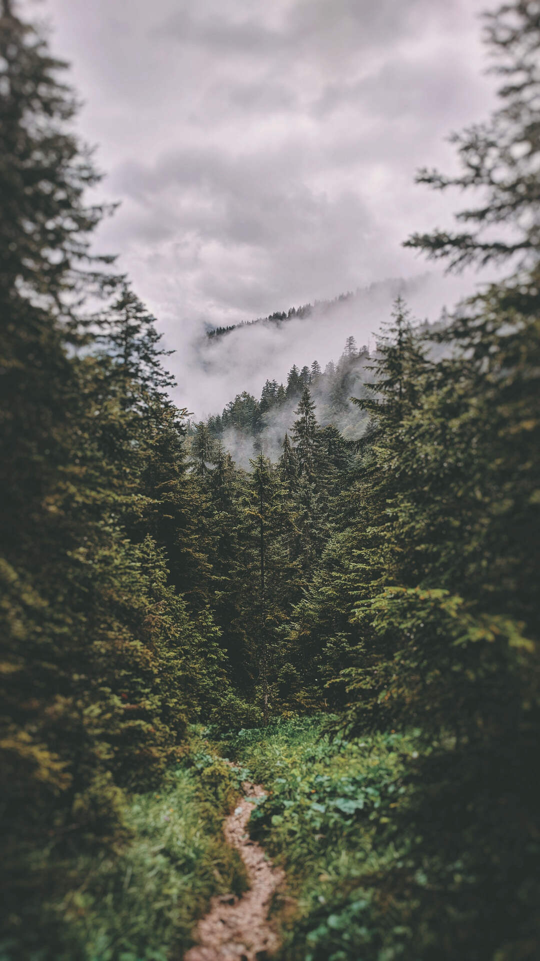 山清水秀，高清好看的森林山水风景手机壁纸合集推荐套图1