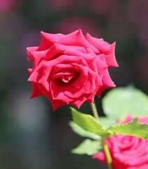 阳光下盛开的火红色玫瑰花图片组图2